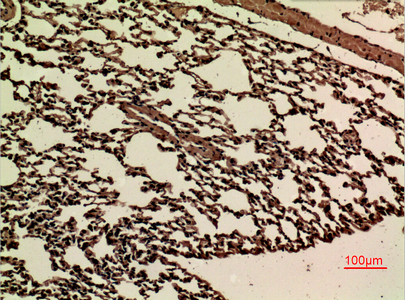 a04298 1 jam2 primary antibodyes ihc testing 2