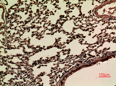 a04298 1 jam2 primary antibodyes ihc testing 3