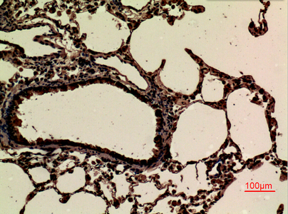 a04298 1 jam2 primary antibodyes ihc testing 4