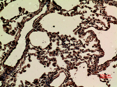 a04298 1 jam2 primary antibodyes ihc testing 5