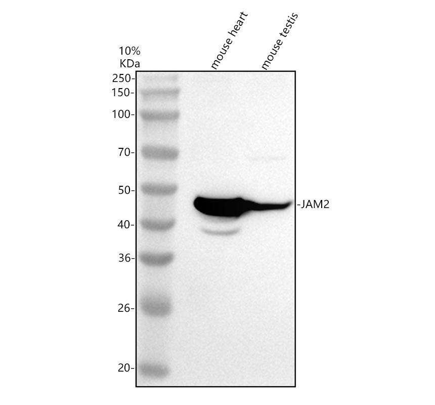 Western blot analysis of JAM2 using anti-JAM2 antibody (A04298-2)