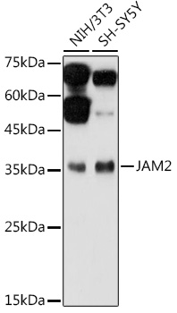a04298 jam2 primary antiboties wb testing 1