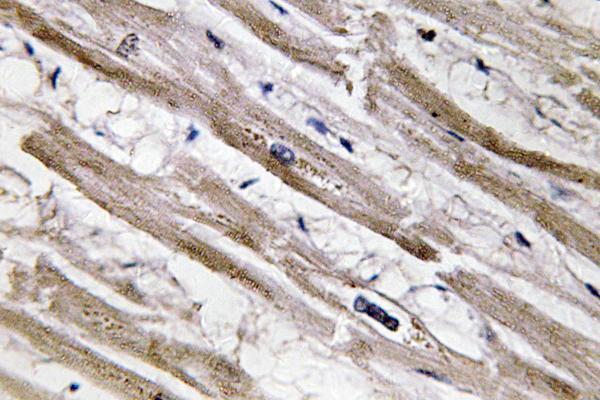 a04299 krt13 primary antibodies ihc testing 1