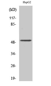 Western Blot analysis of HepG2 cells using Cytokeratin 13 Polyclonal Antibody