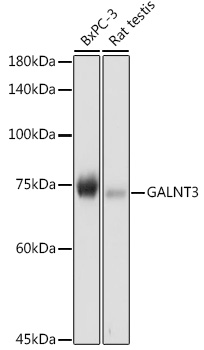 a04300 galnt3 primary antiboties wb testing 1
