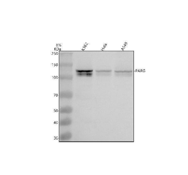 Western blot analysis of PARG using anti-PARG antibody (A04301-1)