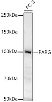 Western blot analysis of extracts of PC-3 cells, using PARG antibody  at  1:480 dilution