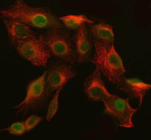 a04302 abi2 primary antibodies if testing 4