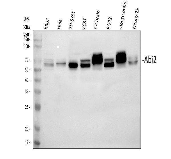  Western blot analysis of ABI2 using anti-ABI2 antibody (A04302)