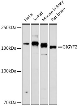 a04303 gigyf2 primary antiboties wb testing 1