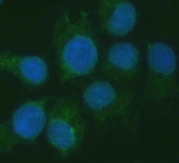  IF analysis of RGS7 using anti-RGS7 antibody (A04305-1)