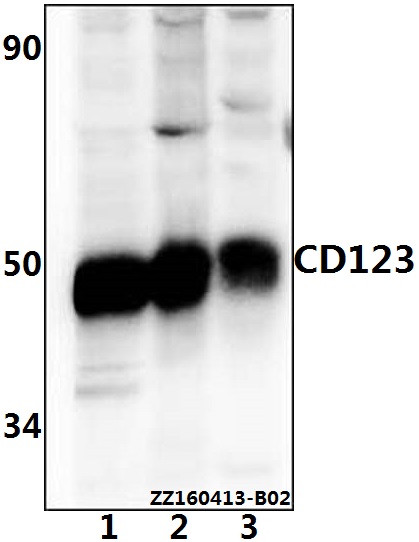 a04307s47 il3ra primary antiboties wb testing 1