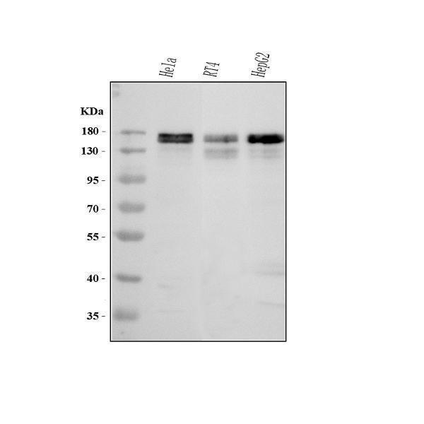 a04308 map1s primary antibodies wb testing 1