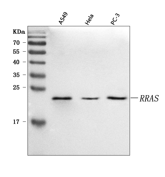  Western blot analysis of RRAS using anti-RRAS antibody (A04310-1)