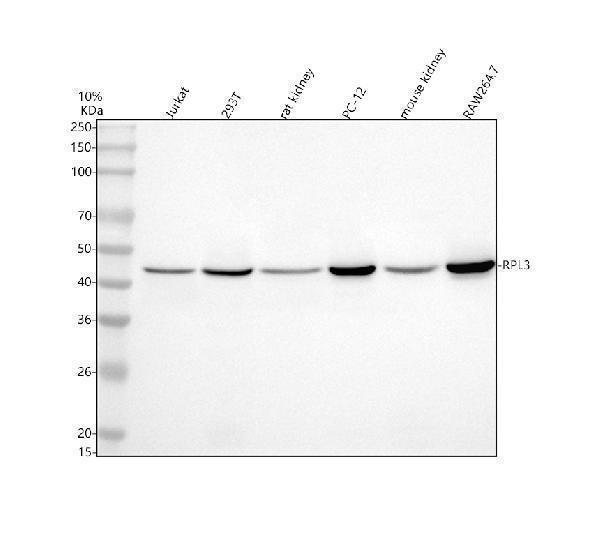  Western blot analysis of RPL3 using anti-RPL3 antibody (A04311-1)