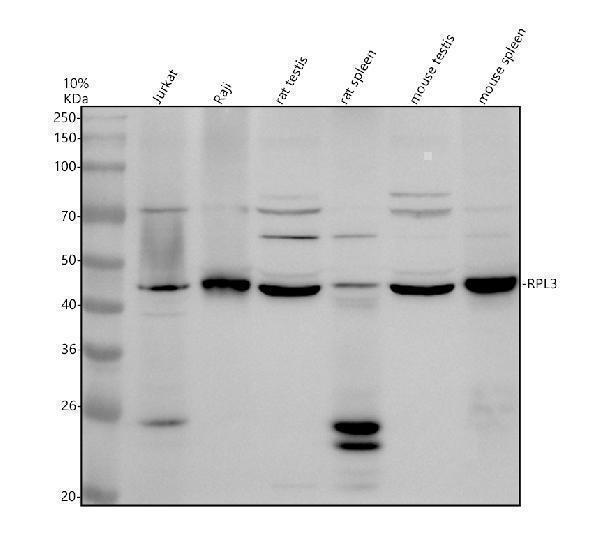 Western blot analysis of RPL3 using anti-RPL3 antibody (A04311-1)