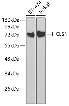 Western blot analysis of extracts of various cell lines, using HCLS1 antibody  at 1:1000 dilution