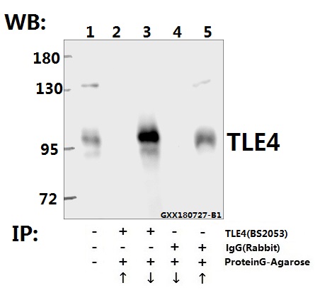 Immunoprecipitation of HEK293T cell lysate using TLE4 (H190) pAb (Sepharose Bead Conjugate) #BD0048(lane 2 and lane 3) and Nonspecific IgG Control (Sepharose Bead Conjugate) #BD0048 (lane 4 and lane 5) 