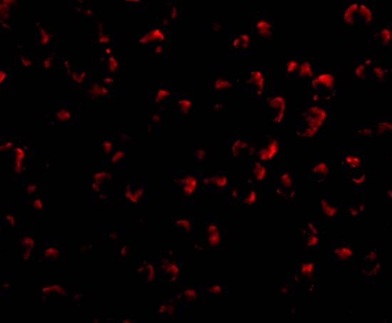 Immunofluorescence of DEDAF in A549 cells with DEDAF antibody at 20 μg/mL
