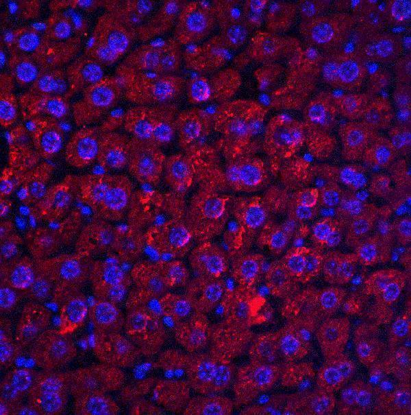 a04316 rybp primary antibodies if testing 5