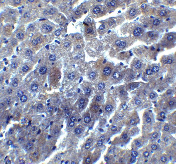 Immunohistochemistry of DEDAF in mouse liver tissue with DEDAF antibody at 5 μg/mL