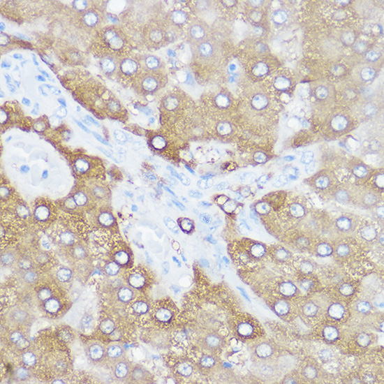 a04317 mgll primary antiboties ihc testing 4