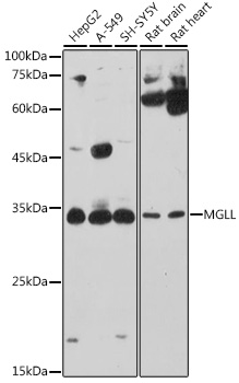 a04317 mgll primary antiboties wb testing 1