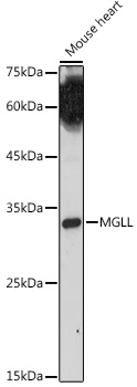 a04317 mgll primary antiboties wb testing 2