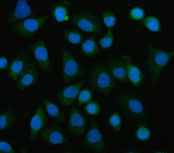 a04318 1 eif3b primary antibodies if testing 9