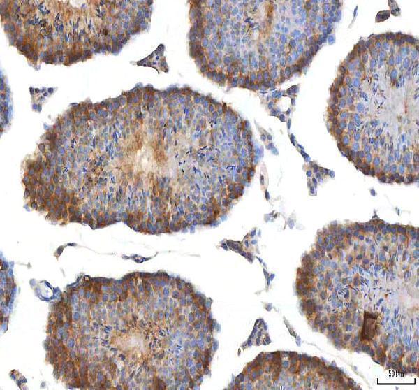 a04318 1 eif3b primary antibodies ihc testing 7
