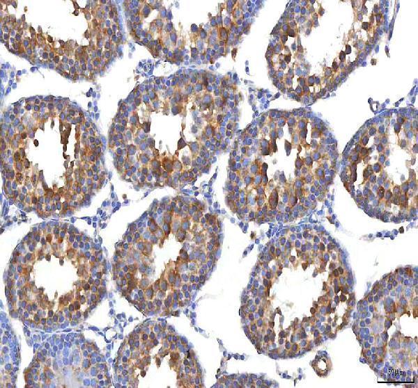 a04318 1 eif3b primary antibodies ihc testing 8