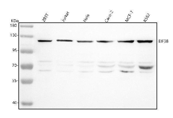  Western blot analysis of EIF3B using anti-EIF3B antibody (A04318-1)