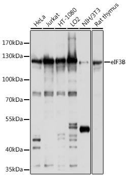 Western blot analysis of extracts of various cell lines, using eIF3B antibody  at 1:1000 dilution