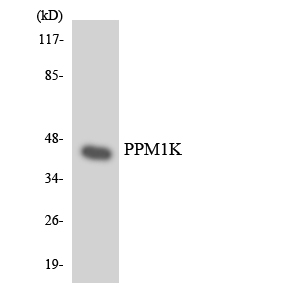 Western blot analysis of the lysates from HeLa cells using PPM1K antibody