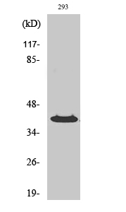 Western Blot analysis of various cells using PP2Cκ Polyclonal Antibody