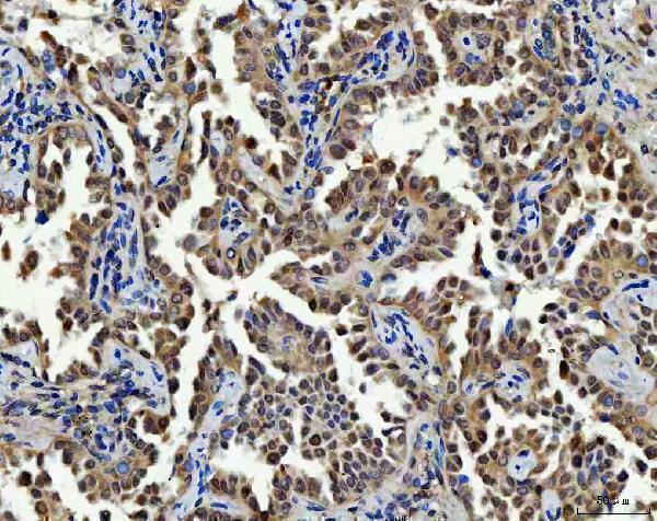a04320 4 tyms primary antibodies ihc testing 4