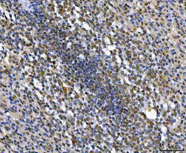 a04320 4 tyms primary antibodies ihc testing 5