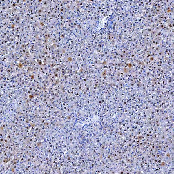 a04320 4 tyms primary antibodies ihc testing 6