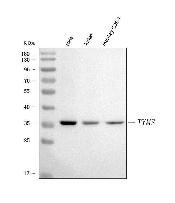  Western blot analysis of Thymidylate Synthase/TYMS using anti-Thymidylate Synthase/TYMS antibody (A04320-4)