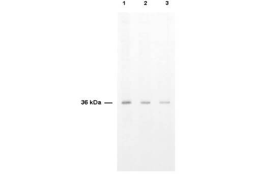 Anti-Thymidylate Synthase is shown to detect thymidylate synthase present in a HeLa cell lysate 