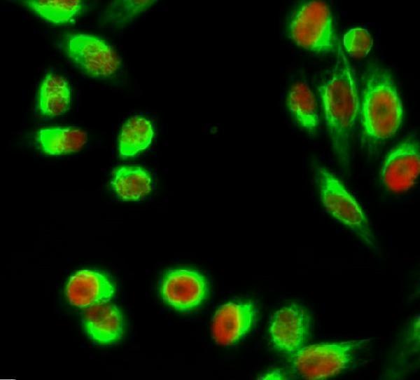 Immunofluorescence analysis of Hela cell