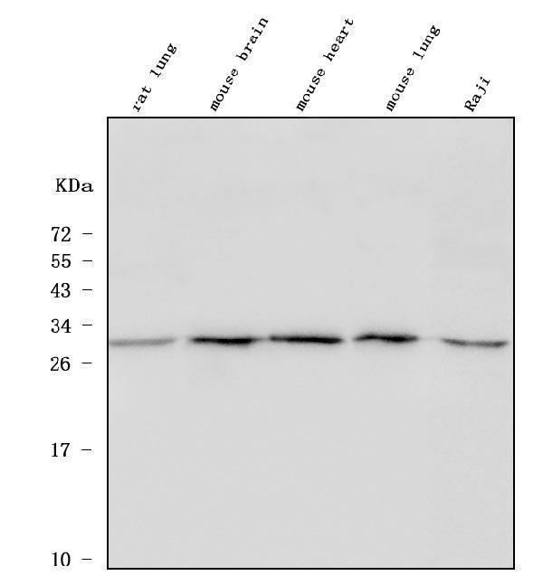 a04323 1 ulbp1 primary antibodies wb testing 1_1