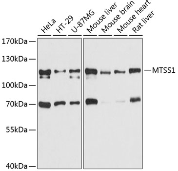a04325 mtss1 primary antiboties wb testing 1