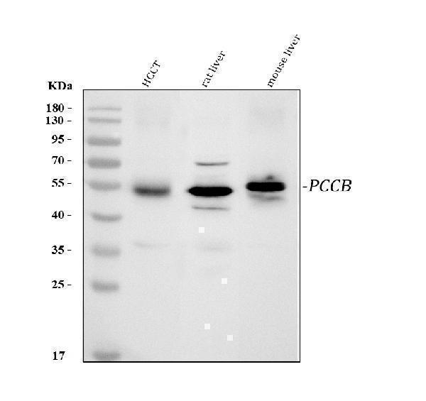  Western blot analysis of PCCB using anti-PCCB antibody (A04326-1)
