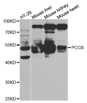 a04326 pccb primary antiboties wb testing 1