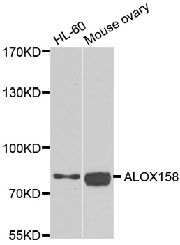 a04331 alox15b primary antiboties wb testing 1