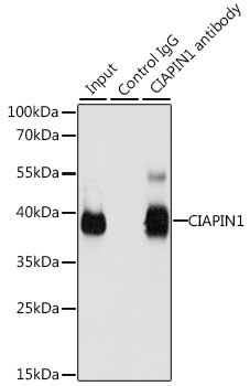 Immunoprecipitation analysis of 200ug extracts of 293T cells, using 3 ug CIAPIN1 antibody
