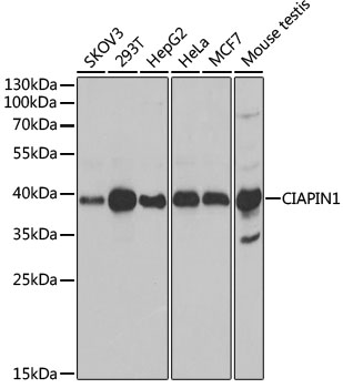 WesternBlot (WB) analysis of CIAPIN1 polyclonal antibody