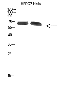 Western Blot analysis of HEPG2 Hela cells using NOP56 Polyclonal Antibody diluted at 1:1000