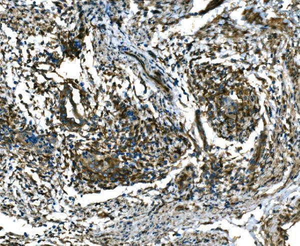 a04339 rab13 primary antibodies ihc testing 4_1